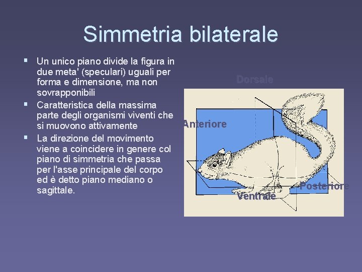 Simmetria bilaterale § Un unico piano divide la figura in due meta' (speculari) uguali