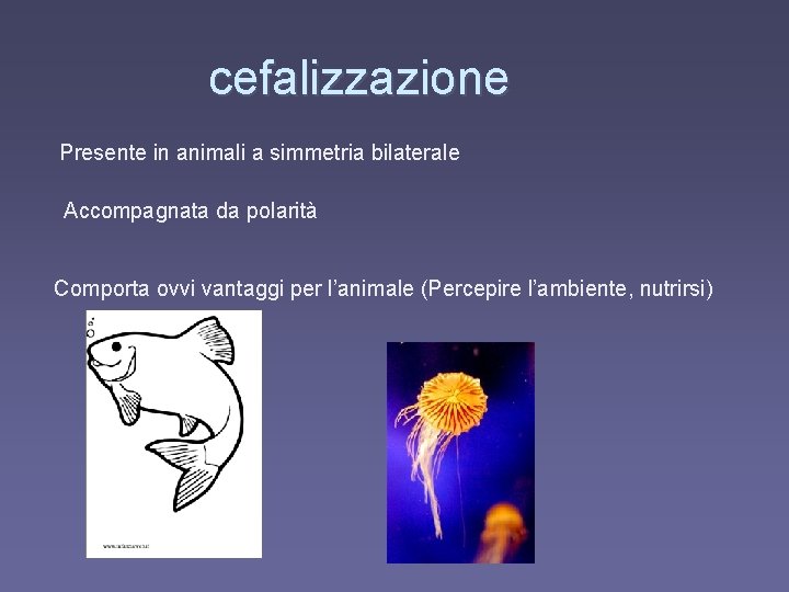 cefalizzazione Presente in animali a simmetria bilaterale Accompagnata da polarità Comporta ovvi vantaggi per