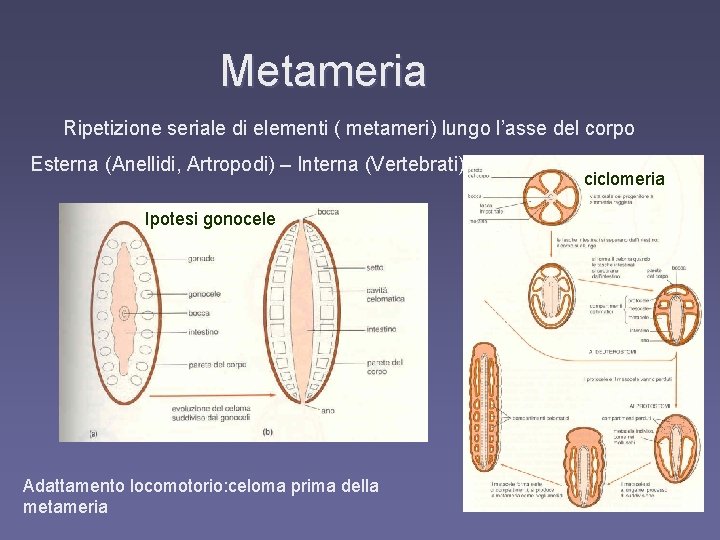 Metameria Ripetizione seriale di elementi ( metameri) lungo l’asse del corpo Esterna (Anellidi, Artropodi)