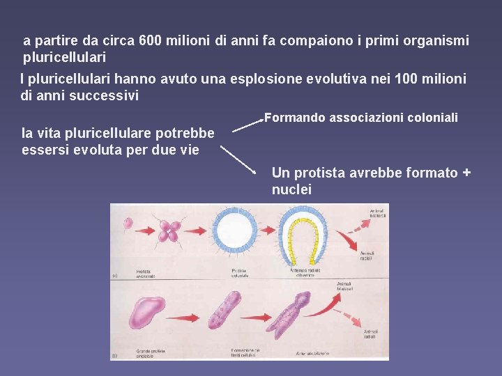 a partire da circa 600 milioni di anni fa compaiono i primi organismi pluricellulari