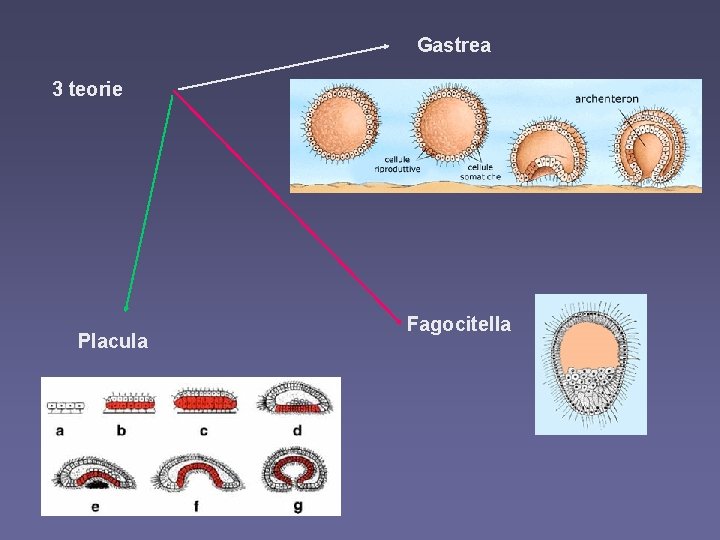 Gastrea 3 teorie Placula Fagocitella 