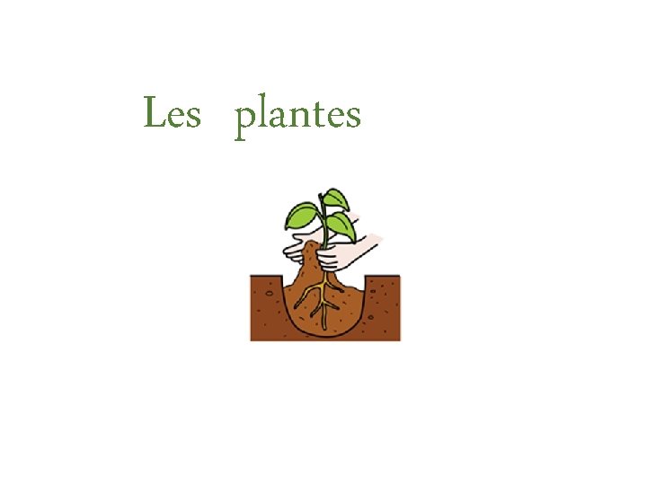 Les plantes 