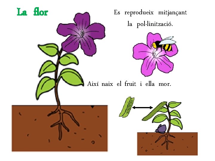 La flor Es reprodueix mitjançant la pol·linització. Així naix el fruit i ella mor.