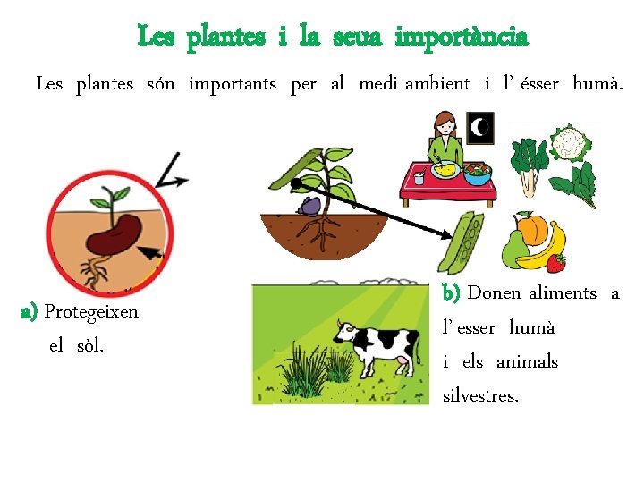 Les plantes i la seua importància Les plantes són importants per al medi ambient