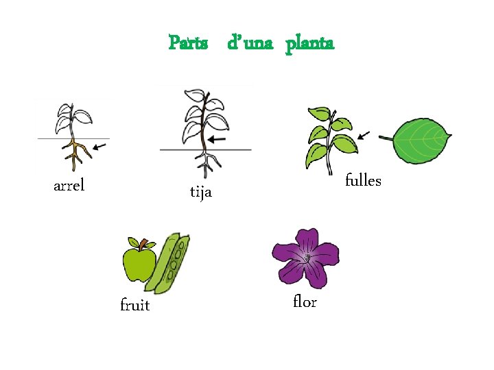 Parts d’ una planta arrel fulles tija fruit flor 