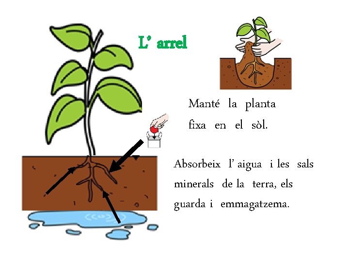 L’ arrel Manté la planta fixa en el sòl. Absorbeix l’ aigua i les