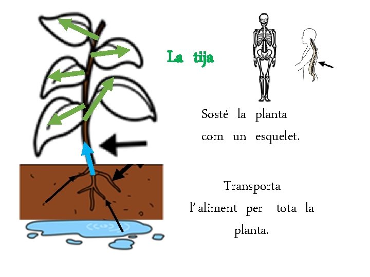 La tija Sosté la planta com un esquelet. Transporta l’ aliment per tota la