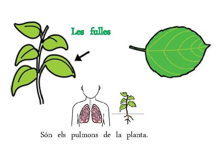 Les fulles Són els pulmons de la planta. 