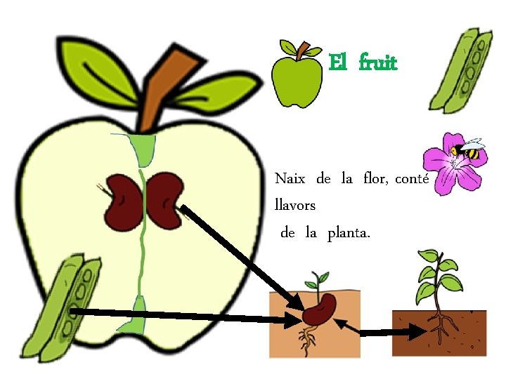 El fruit Naix de la flor, conté les llavors de la planta. 