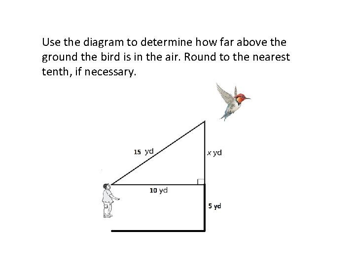 Use the diagram to determine how far above the ground the bird is in