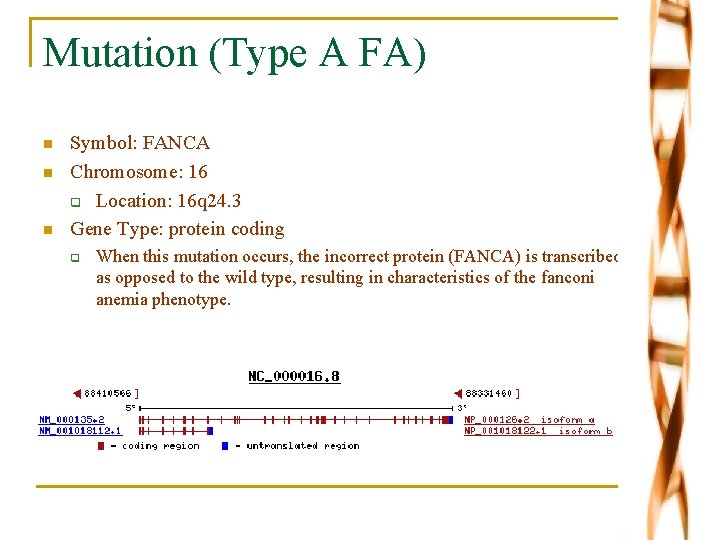 Mutation (Type A FA) n n n Symbol: FANCA Chromosome: 16 q Location: 16