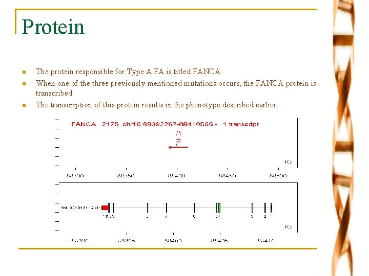 Protein n The protein responsible for Type A FA is titled FANCA. When one