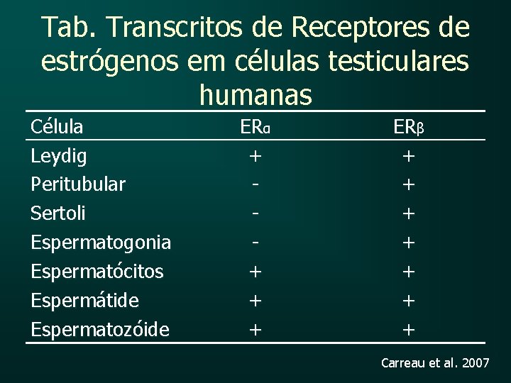 Tab. Transcritos de Receptores de estrógenos em células testiculares humanas Célula Leydig Peritubular Sertoli