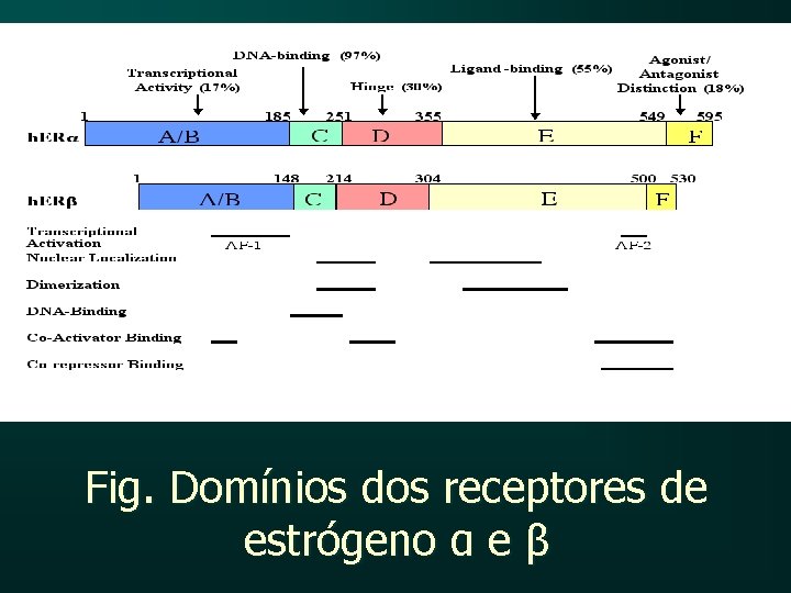 Fig. Domínios dos receptores de estrógeno α e β 