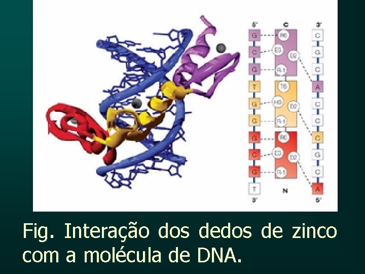 Fig. Interação dos de zinco com a molécula de DNA. 