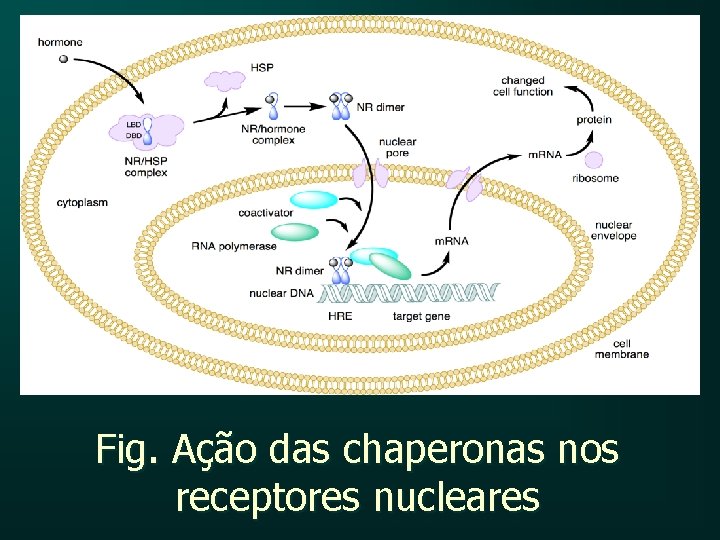 Fig. Ação das chaperonas nos receptores nucleares 