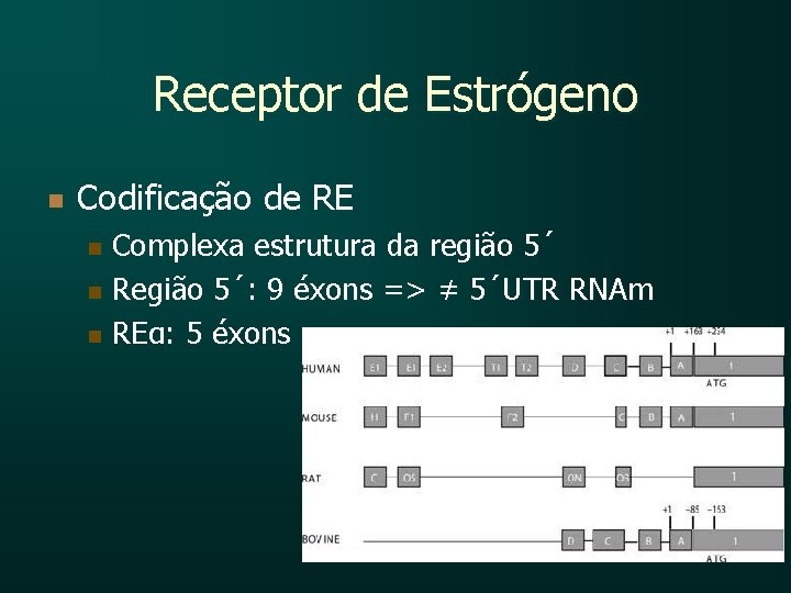 Receptor de Estrógeno n Codificação de RE Complexa estrutura da região 5´ n Região