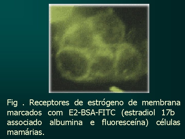 Fig. Receptores de estrógeno de membrana marcados com E 2 -BSA-FITC (estradiol 17 b