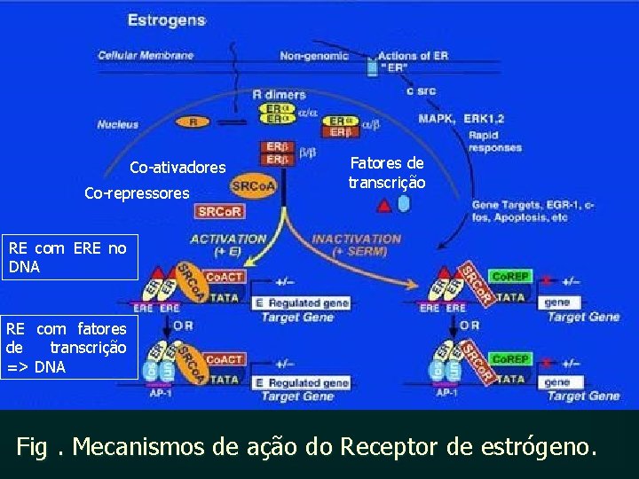 Co-ativadores Co-repressores Fatores de transcrição RE com ERE no DNA RE com fatores de