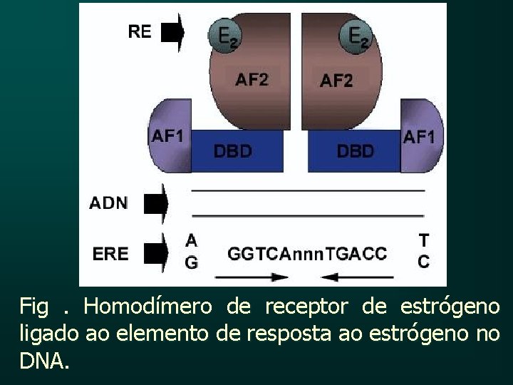 Fig. Homodímero de receptor de estrógeno ligado ao elemento de resposta ao estrógeno no