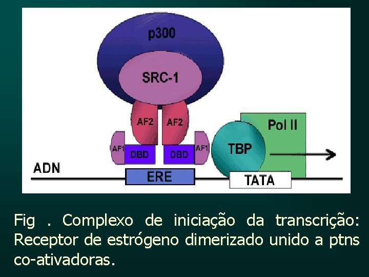 Fig. Complexo de iniciação da transcrição: Receptor de estrógeno dimerizado unido a ptns co-ativadoras.