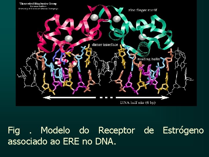 Fig. Modelo do Receptor de Estrógeno associado ao ERE no DNA. 