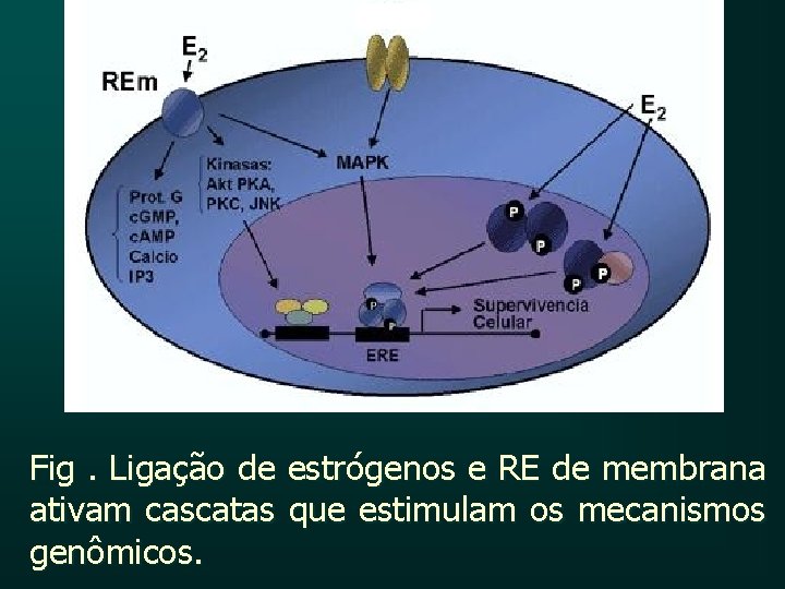 Fig. Ligação de estrógenos e RE de membrana ativam cascatas que estimulam os mecanismos