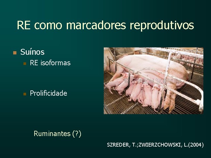 RE como marcadores reprodutivos n Suínos n RE isoformas n Prolificidade Ruminantes (? )