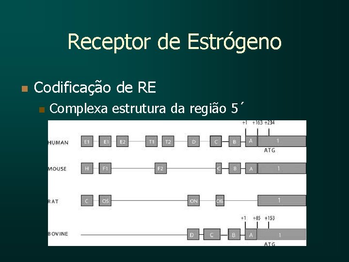 Receptor de Estrógeno n Codificação de RE n Complexa estrutura da região 5´ 