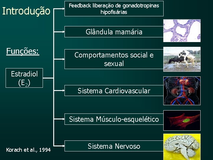 Introdução Feedback liberação de gonadotropinas hipofisárias Glândula mamária Funções: Estradiol (E 2) Comportamentos social