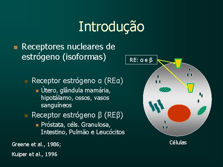 Introdução n Receptores nucleares de estrógeno (isoformas) n Receptor estrógeno α (REα) n n