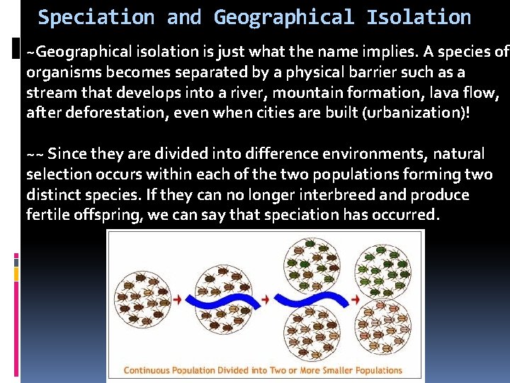 Speciation and Geographical Isolation ~Geographical isolation is just what the name implies. A species