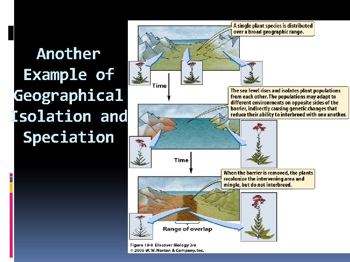 Another Example of Geographical Isolation and Speciation 