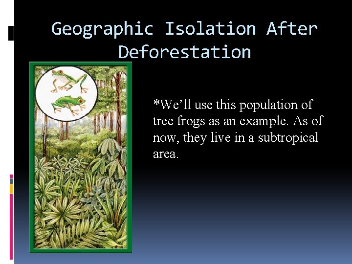 Geographic Isolation After Deforestation *We’ll use this population of tree frogs as an example.