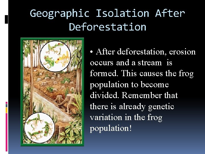 Geographic Isolation After Deforestation • After deforestation, erosion occurs and a stream is formed.