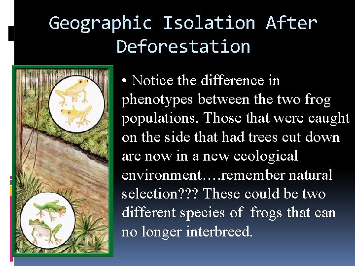 Geographic Isolation After Deforestation • Notice the difference in phenotypes between the two frog