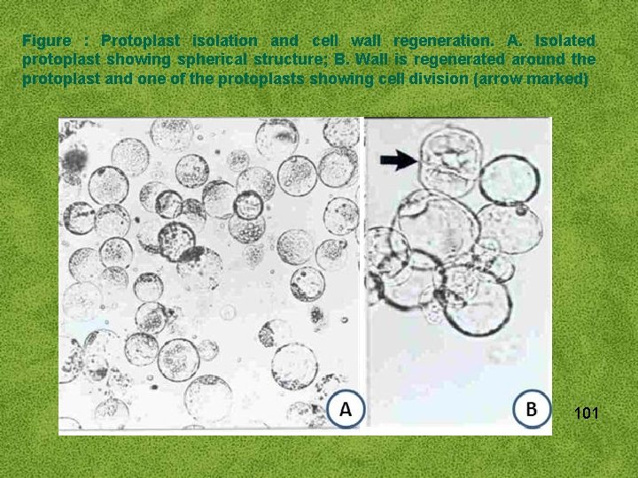 Figure : Protoplast isolation and cell wall regeneration. A. Isolated protoplast showing spherical structure;