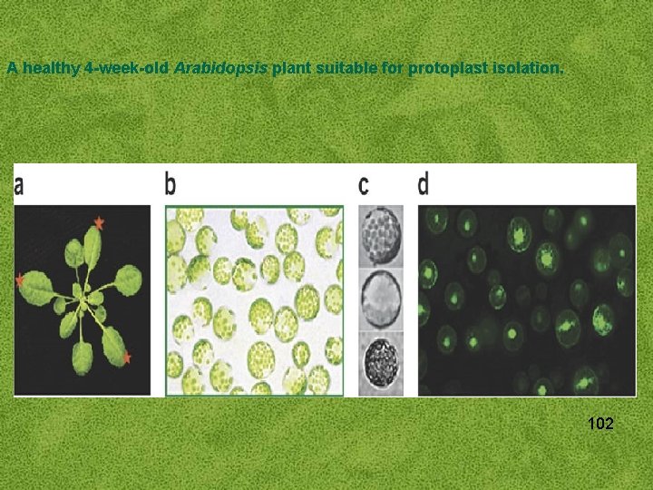 A healthy 4 -week-old Arabidopsis plant suitable for protoplast isolation. 102 