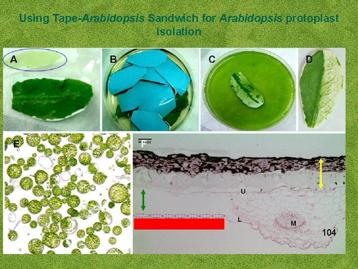 Using Tape-Arabidopsis Sandwich for Arabidopsis protoplast isolation 104 