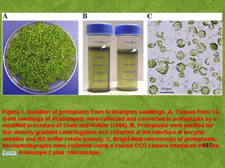 Figure 1. Isolation of protoplasts from Arabidopsis seedlings. A, Tissues from 14 d-old seedlings