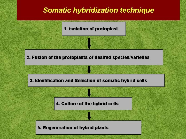 Somatic hybridization technique 1. isolation of protoplast 2. Fusion of the protoplasts of desired