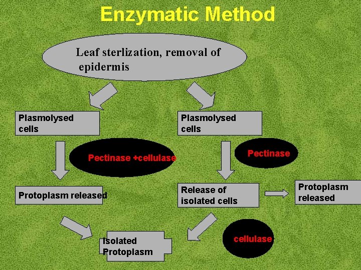 Enzymatic Method Leaf sterlization, removal of epidermis Plasmolysed cells Pectinase +cellulase Protoplasm released Isolated