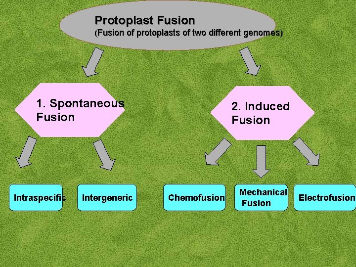 Protoplast Fusion (Fusion of protoplasts of two different genomes) 1. Spontaneous Fusion Intraspecific Intergeneric