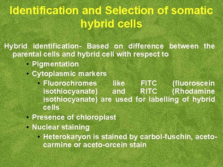 Identification and Selection of somatic hybrid cells Hybrid identification- Based on difference between the