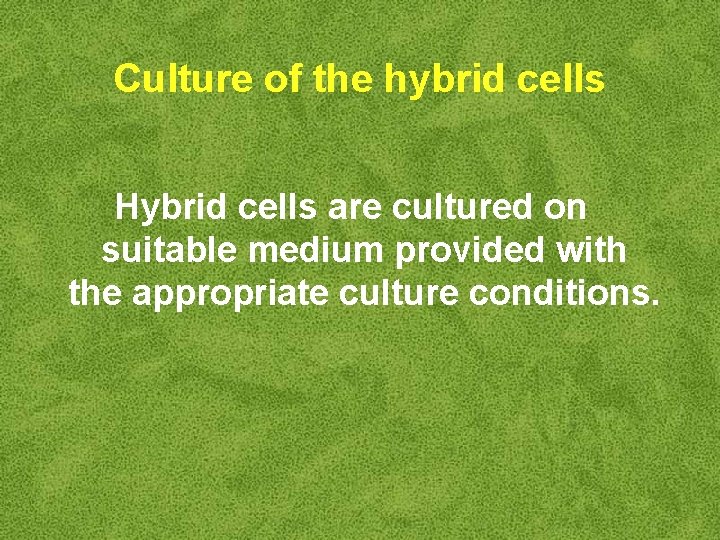 Culture of the hybrid cells Hybrid cells are cultured on suitable medium provided with