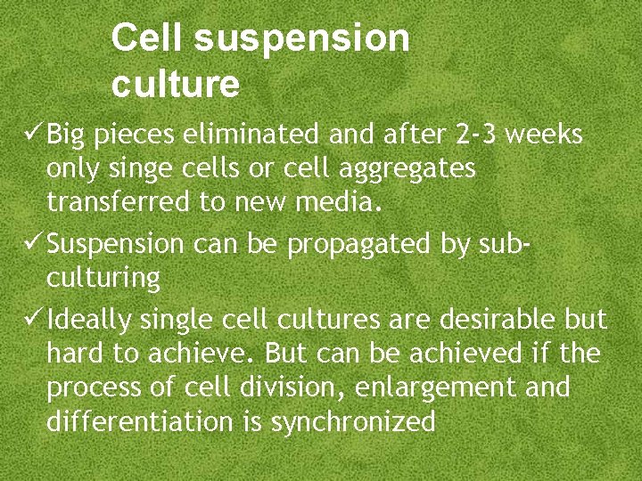 Cell suspension culture Big pieces eliminated and after 2 -3 weeks only singe cells