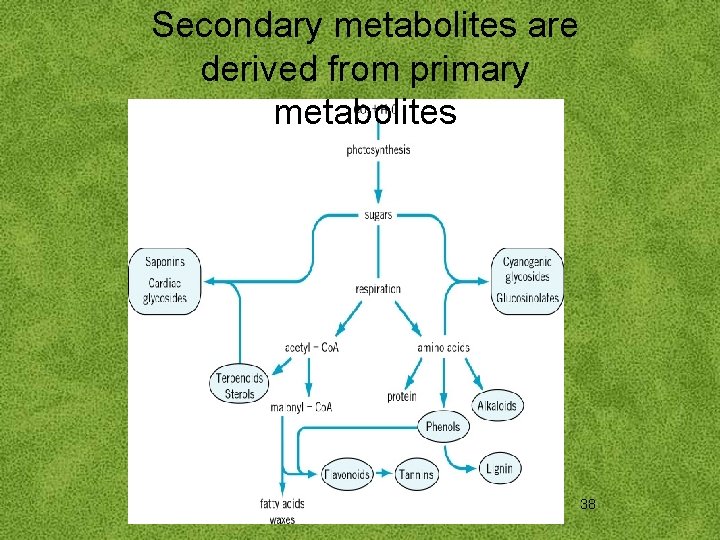 Secondary metabolites are derived from primary metabolites 38 