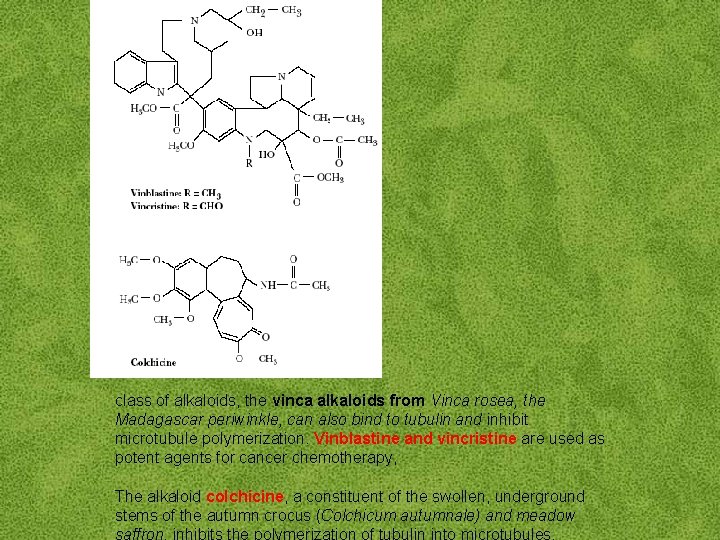  class of alkaloids, the vinca alkaloids from Vinca rosea, the Madagascar periwinkle, can