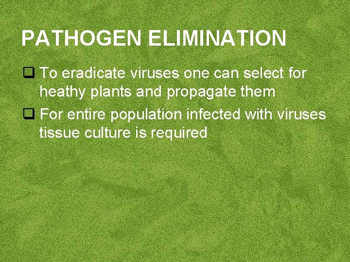 PATHOGEN ELIMINATION q To eradicate viruses one can select for heathy plants and propagate