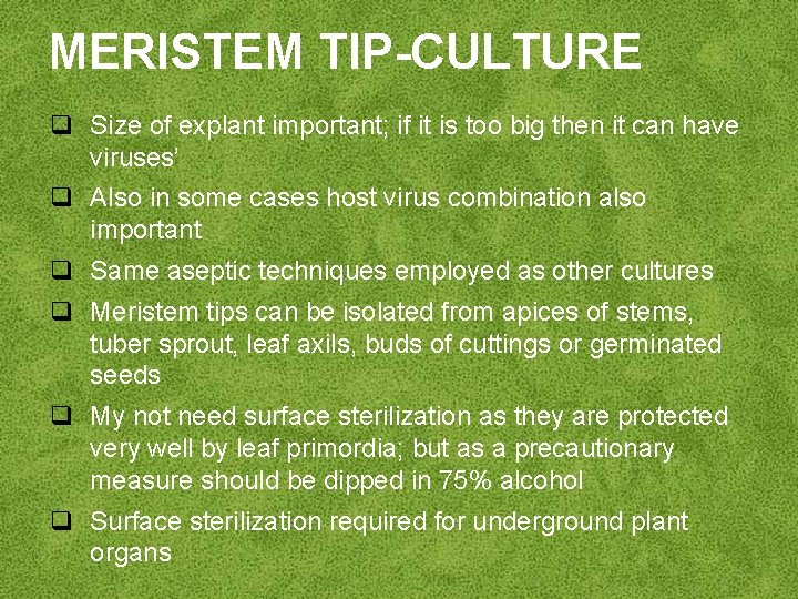 MERISTEM TIP-CULTURE q Size of explant important; if it is too big then it
